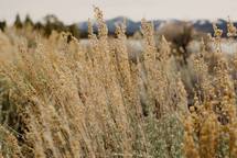dry grasses in a field
