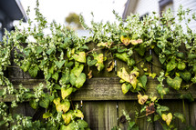 ivy growing on a fence 
