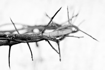 a crown of thorns on a white background 