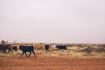 cattle on parched land 