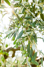 olives on an olive tree