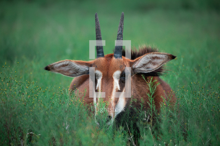 gazelle hiding in the brush 