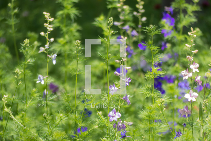 focused purple and pink flowers on stalks in a garden with soft blur background