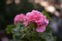 pink geraniums 
