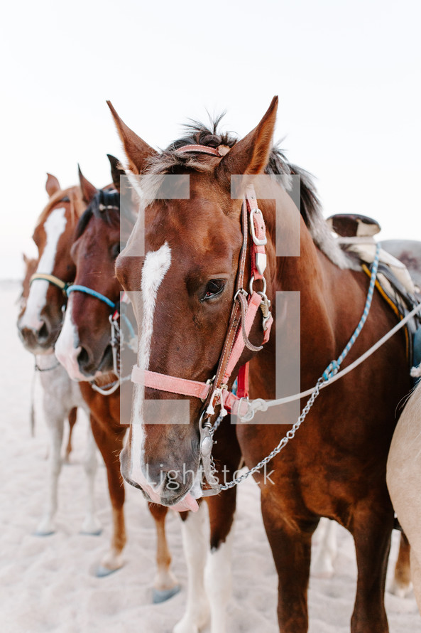 rows of horses in saddles 