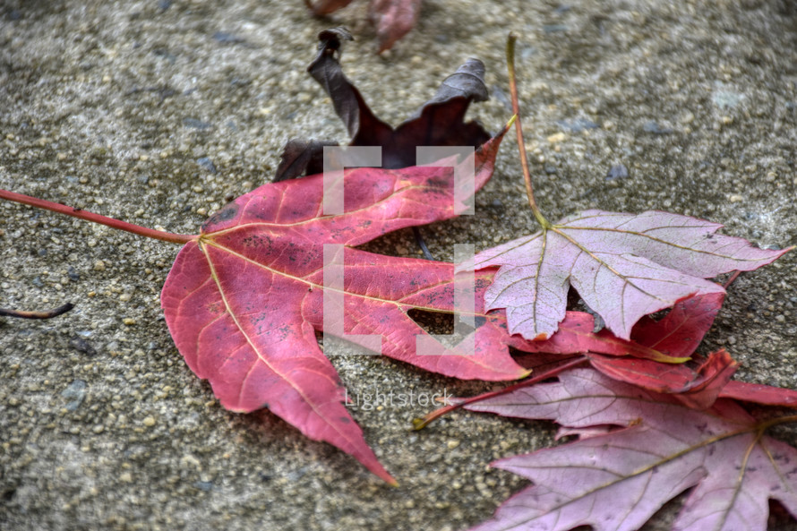red fall leaves on concrete 