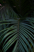 palm leaf 