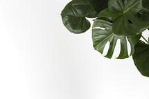 green tropical leaves on a white background 