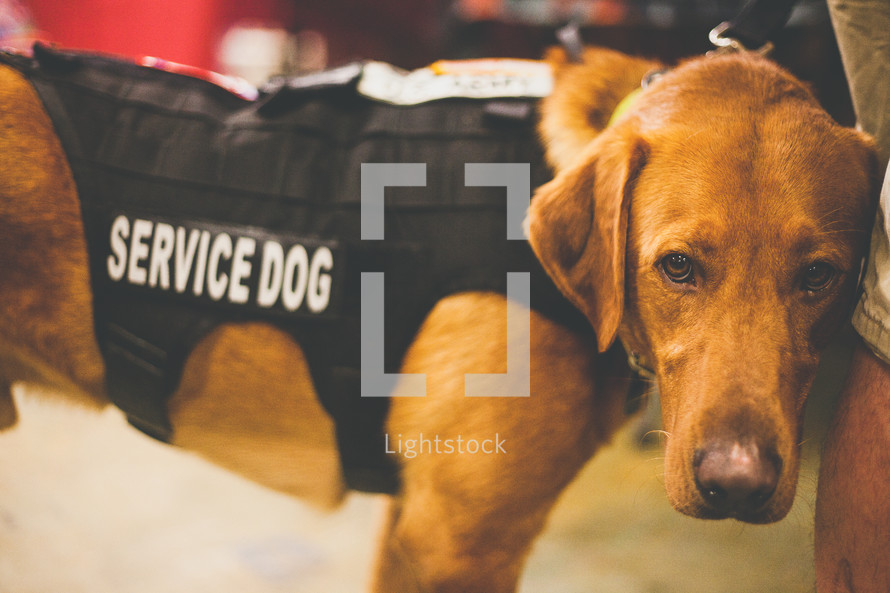 A service dog in a vest 