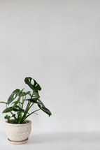 potted houseplant on a white background 
