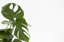 green tropical leaves on a white background 