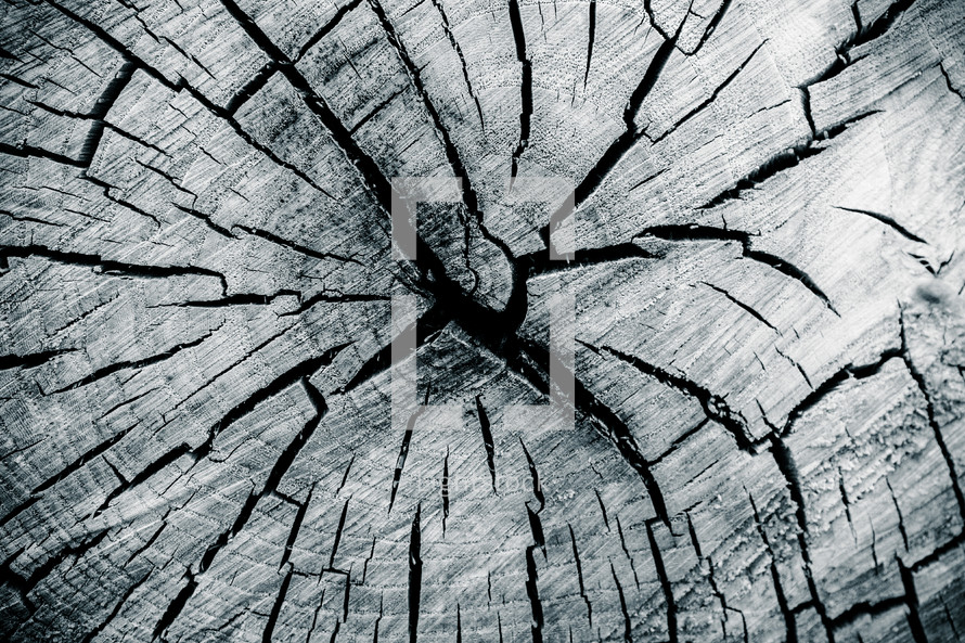 cracks in a tree stump 