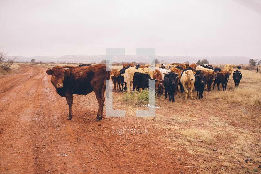 A herd of cows by a red dirt road.