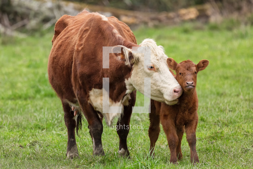 mother and baby cattle 