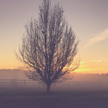 a single tree in a foggy field 