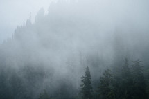 fog over a forest 