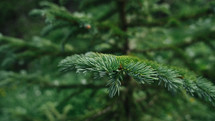 green Frasier fir 