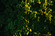 sunlight on green leaves on a bush 