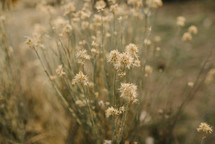 dried wildflowers in a field 