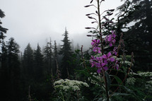 wildflowers in a foggy forest 
