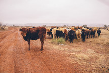 A herd of cows by a red dirt road.