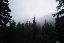foggy evergreen forest 