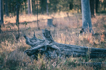 a fall tree stump in a field