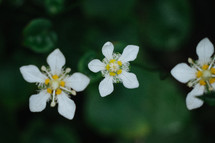 white flowers with yellow centers 