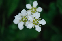 white flowers 
