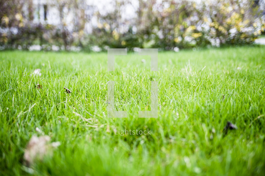 green grass in a city park 