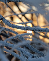 ice on branches 