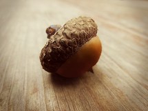 an acorn on a wood floor 