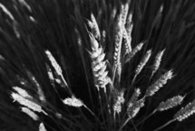 wheat close up during harvest time