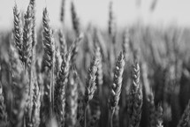wheat closeup during harvest time