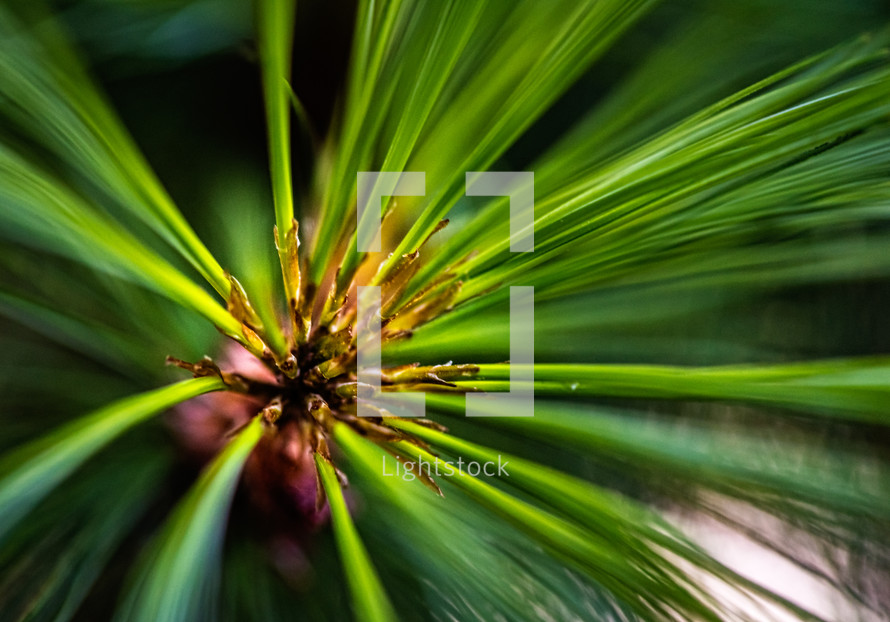 pine needles closeup 