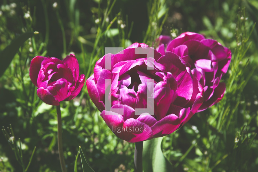 purple tulips 
