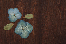 blue flowers on wood background 