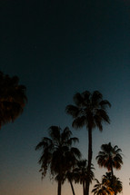 palm trees at night 