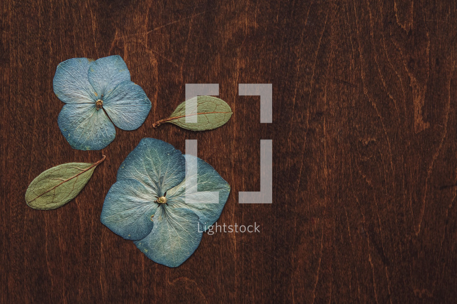 blue flowers on wood background 