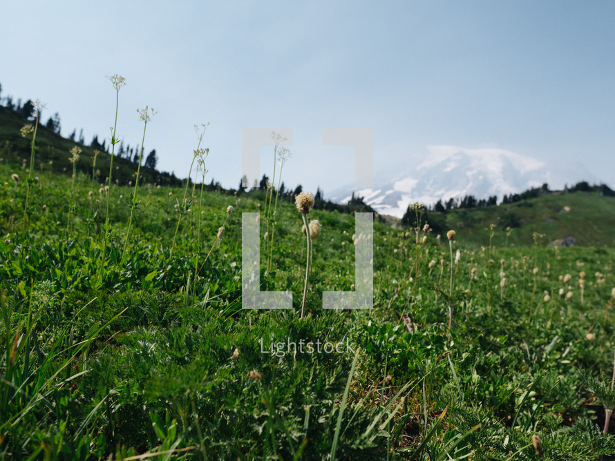 green grass on a mountainside 