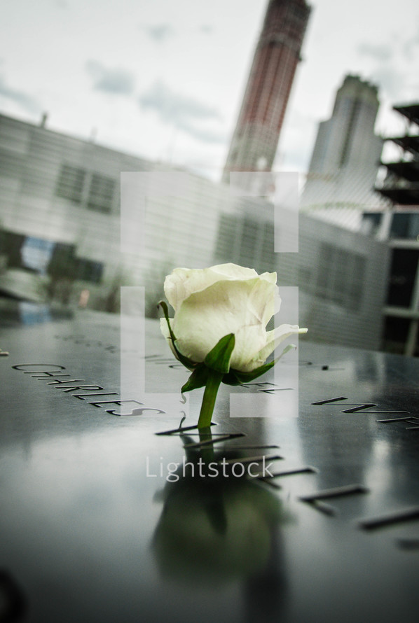 yellow rose in the 911 memorial 