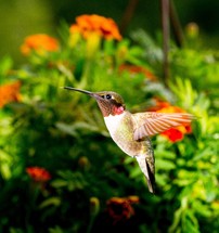 Male Ruby-throated Hummingbird hovering by flowers