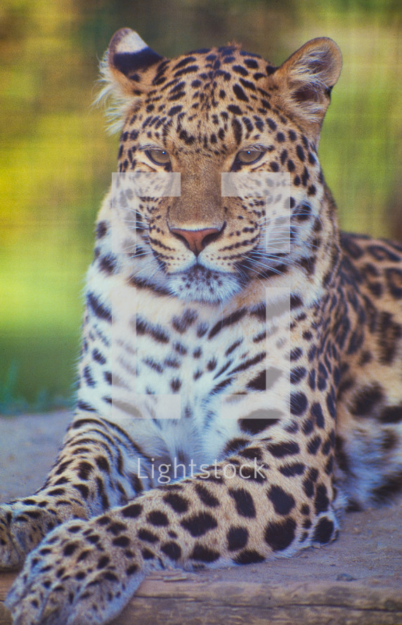 resting jaguar 