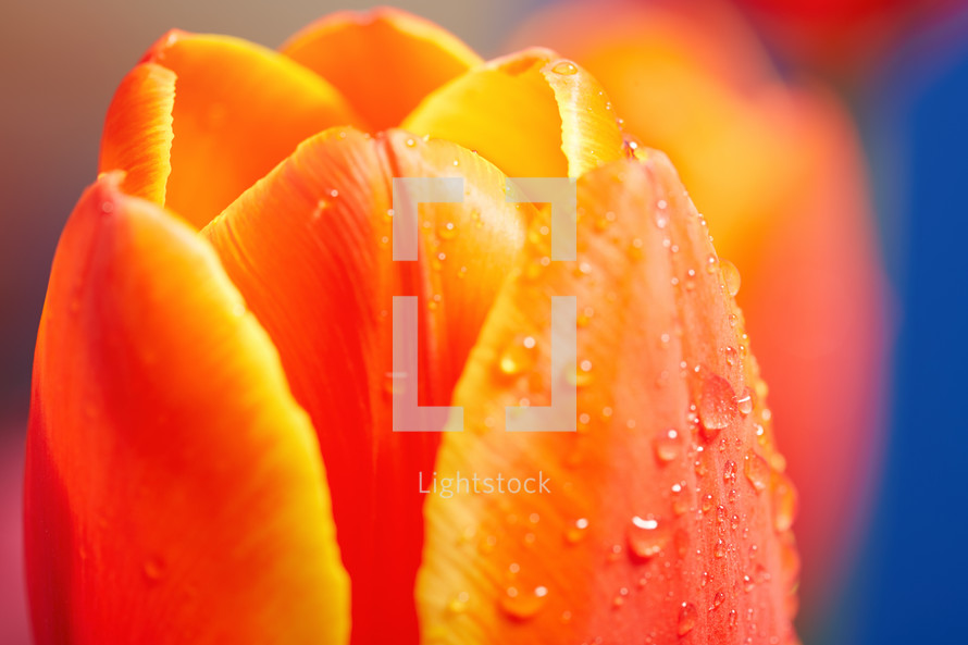 wet orange tulip 