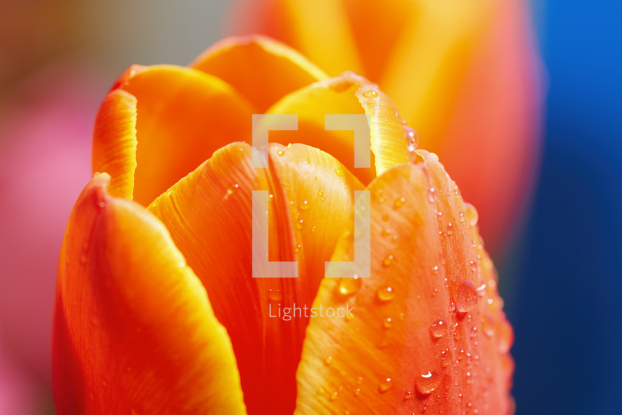 wet orange tulip flower 