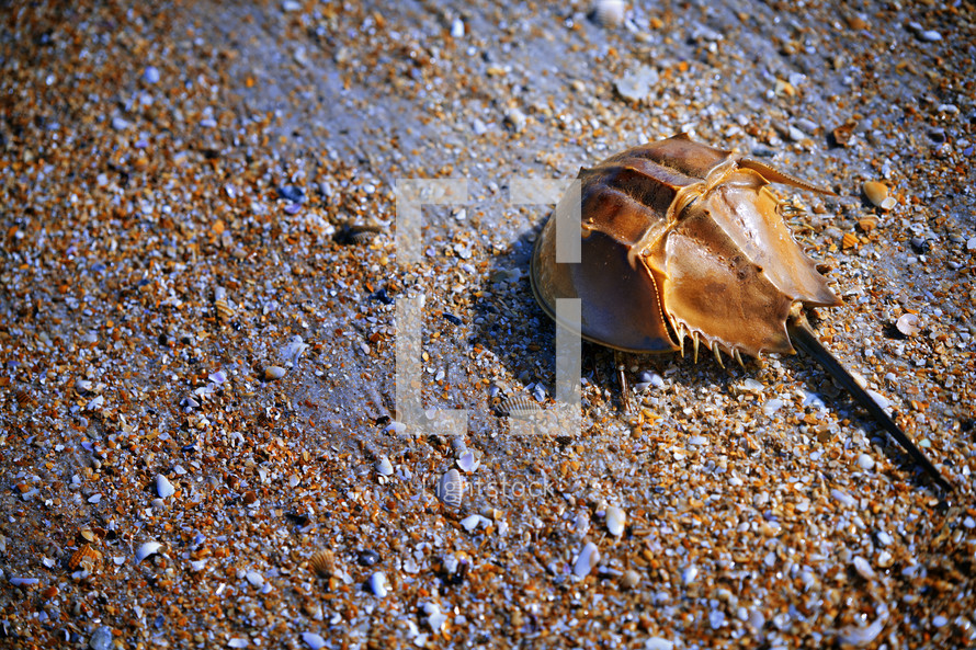 horseshoe crab 