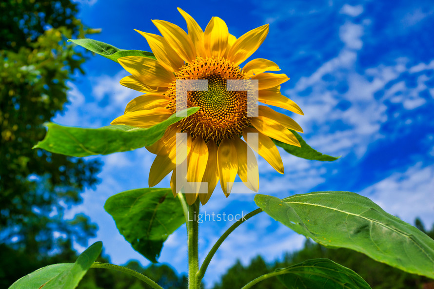 bright sunflower 