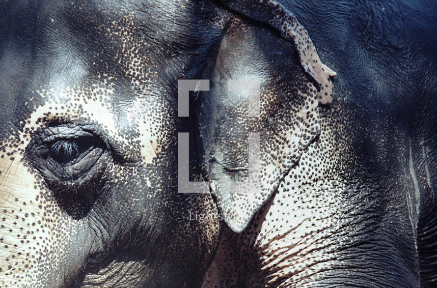 Indian Elephant closeup 