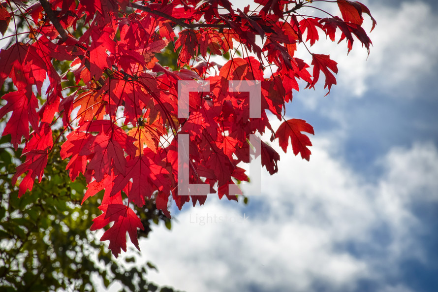 bright red leaves on a tree against a blue sky 