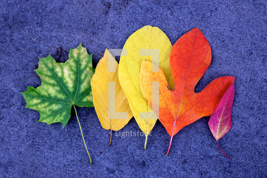 colorful leaves in a row 